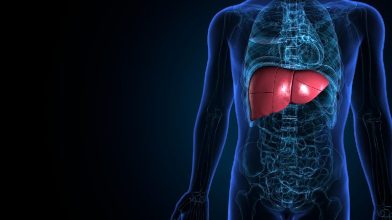 Foie humain illuminé - organe du métabolisme de la bilirubine dans la maladie de Gilbert