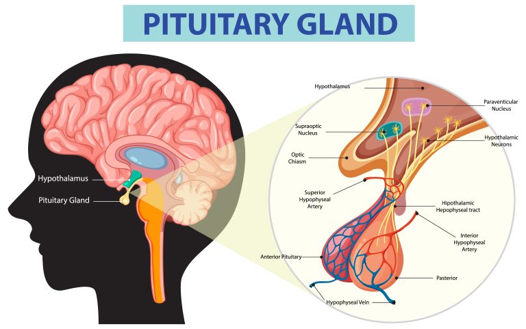 Anatomie de l'hypophyse - glande de sécrétion de la prolactine
