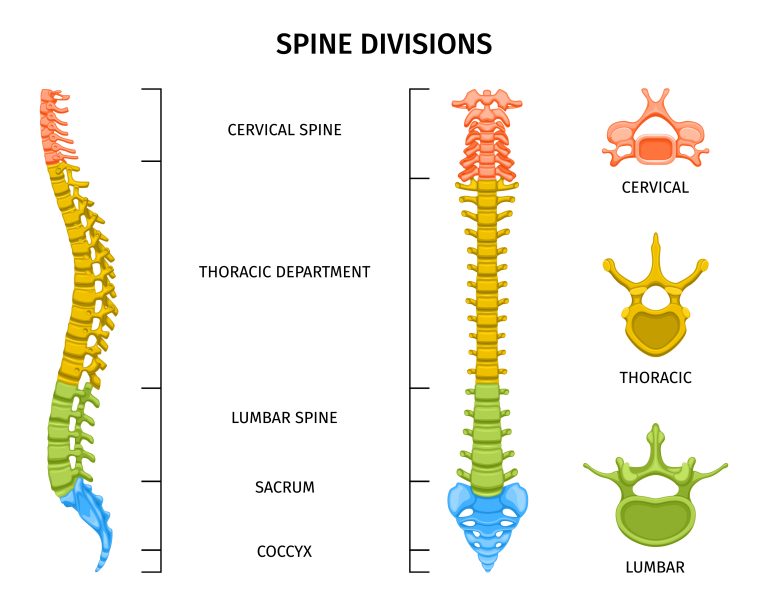 Anatomie de la colonne vertébrale — divisions cervicale, thoracique, lombaire et sacrum